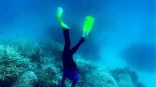 Australien meldet überraschendes Korallen-Comeback am Great Barrier Reef