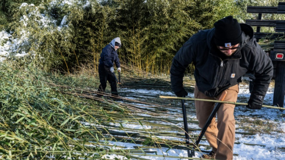 Bamboo farm gets chopping for US zoo's hungry new pandas