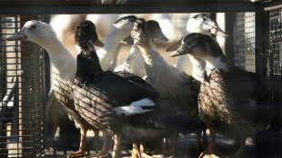 Grippe aviaire: mort d'un chat testé positif dans les Deux-Sèvres