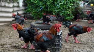 Giant legs of Vietnam's 'dragon chicken' a Lunar New Year delicacy