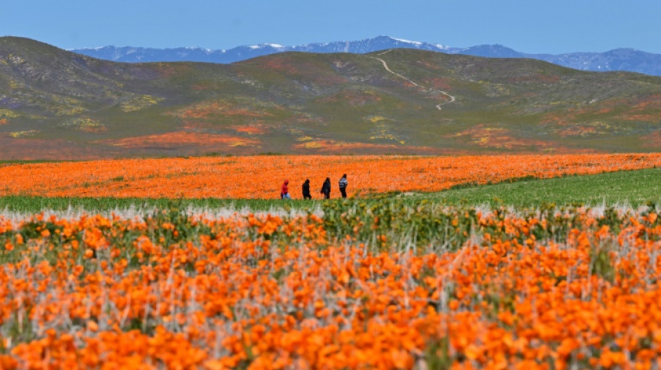 Après un hiver chagrin, la Californie retrouve son âme fleur