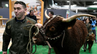 Vaches, porcs et moutons s'installent "à la capitale" à la veille du Salon de l'Agriculture