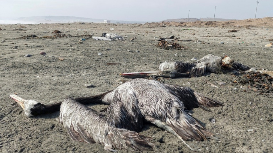 Bird flu kills almost 14,000 pelicans, seabirds in Peru