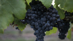 Le Tannat, ce cépage qui a placé l'Uruguay sur la carte mondiale du vin