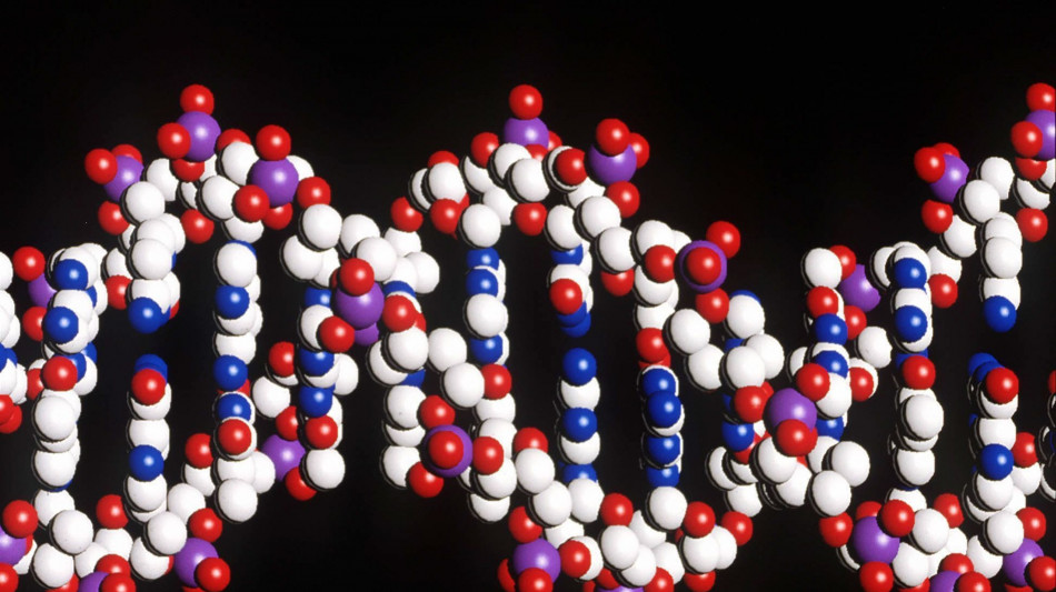 Così le cellule reprimono i resti di antichi virus nel Dna