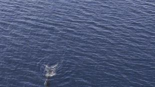 Ricercatori Jonian Dolphin avvistano balenottera a Taranto