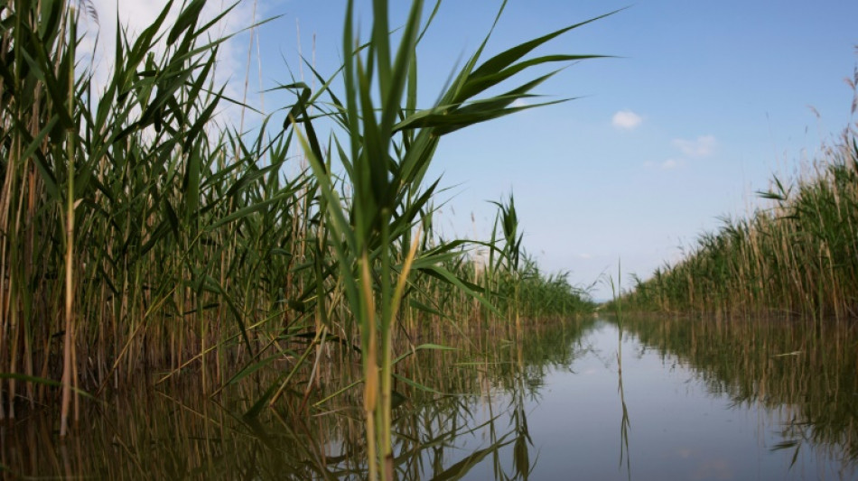 Austria and Hungary fight nature to stop lake vanishing