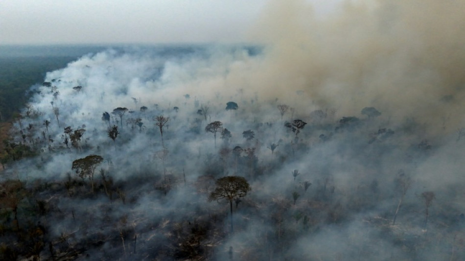 Brazil saw 79% jump in area burned by fires in 2024: monitor