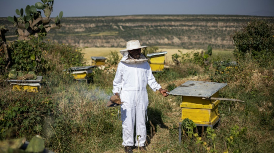 Ethiopia's famed honeybees make slow recovery from war