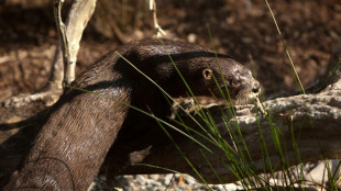 Otter attacks women floating down Montana river