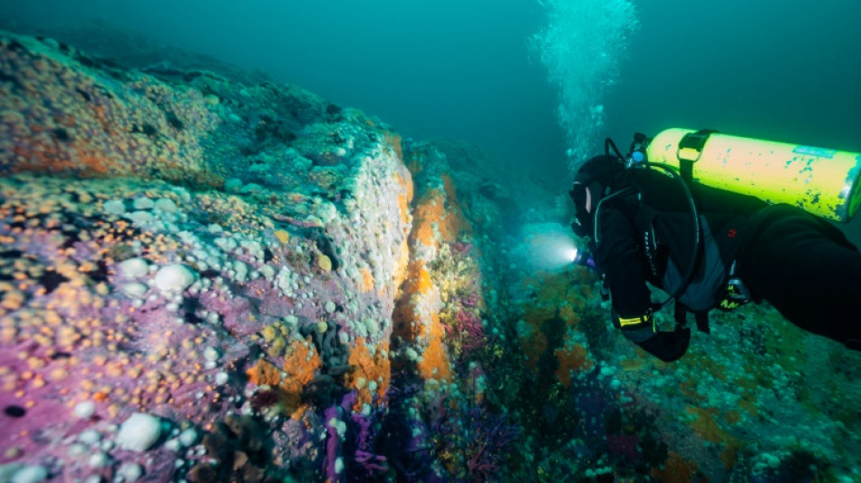 Patagonia submarina chilena, el otro pulmón verde del planeta