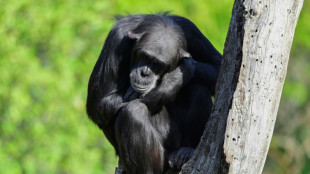 Chimps are upping their tool game, says study