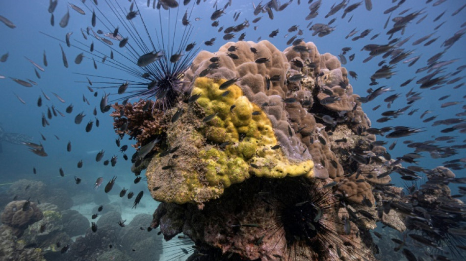 Thaïlande: des scientifiques démunis face à une nouvelle maladie tuant le corail