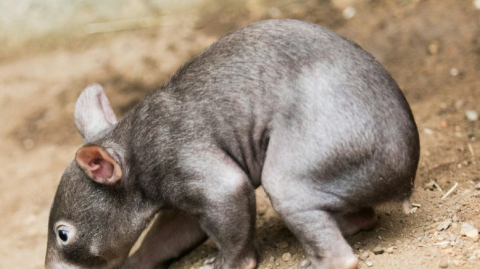 Australia tells US influencer: 'leave baby wombat alone'