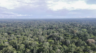 Hungry elephants, Cameroon farmers struggle to coexist