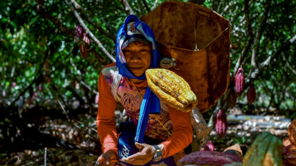 En Colombie, cocaïne contre cacao, ou le chocolat du "triangle de la coca"