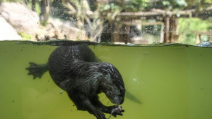 Loutres, bisons, baleines, poissons... ces animaux qui pourraient aider à limiter le réchauffement climatique