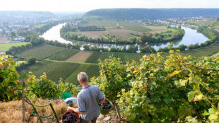 Weinernte in diesem Jahr eher klein - aber qualitativ gut