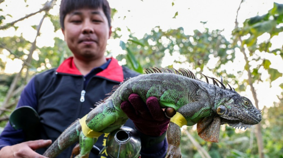 Taiwan bounty hunters kill invading iguanas as numbers soar