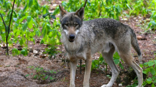 Feuerwehr rettet Wolf in Sachsen aus Gullyschacht