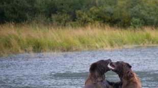 Osos de Alaska exhiben sus curvas para vencer en el tradicional concurso