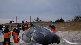 El excremento de ballena ayuda a mitigar el cambio climático