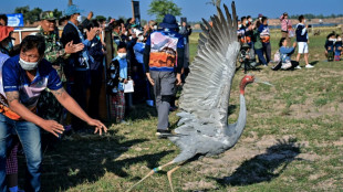 Fly away home: rare Eastern Sarus cranes released in Thailand