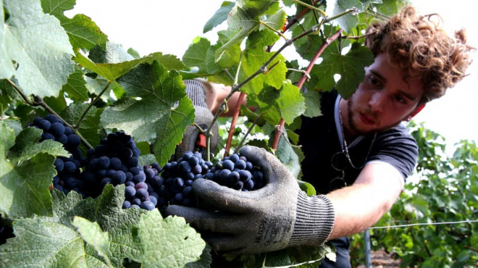 Vendanges 2022: la production de vin en hausse en dépit de la sécheresse