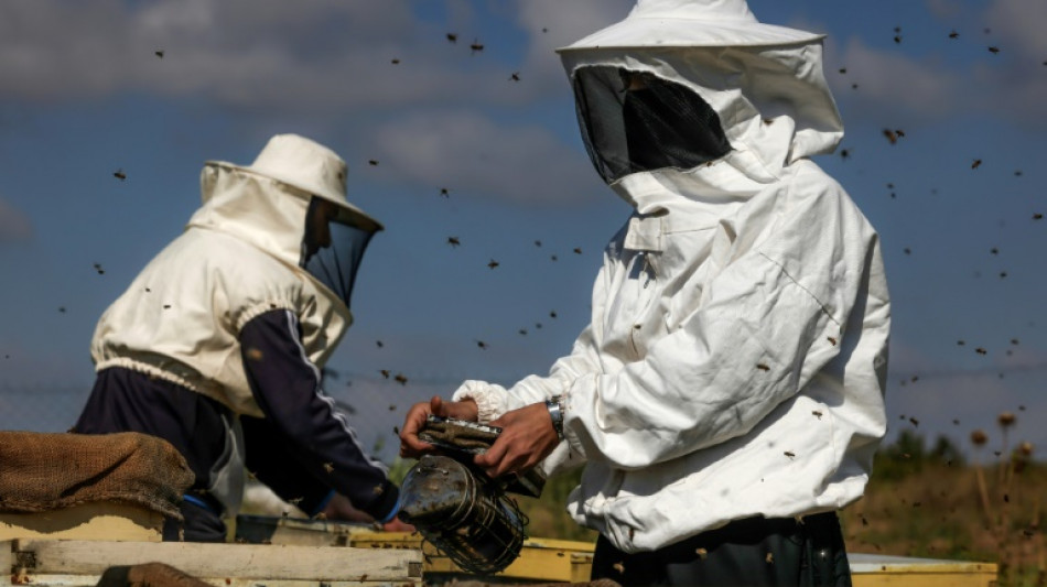 Gaza beekeeper tends hives by restive border