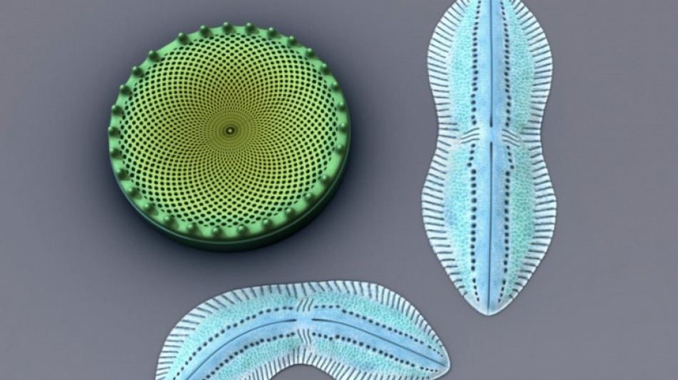 Dalle microalghe marine un nuovo materiale ultra resistente