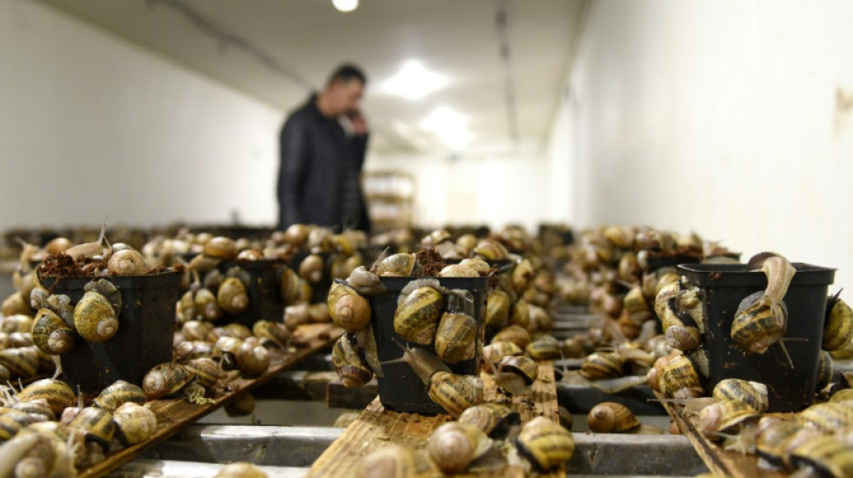 Dans l'Ukraine en guerre, les espoirs doublement douchés d'un éleveur d'escargots