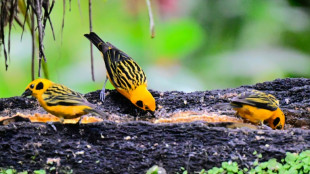 Oásis protegido no Equador diverge opiniões entre ambientalistas e mineradoras