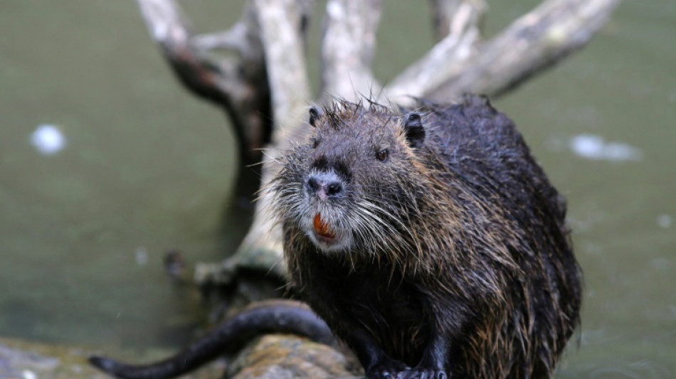 Nutria breitet sich in Deutschland aus