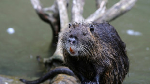 Nutria breitet sich in Deutschland aus