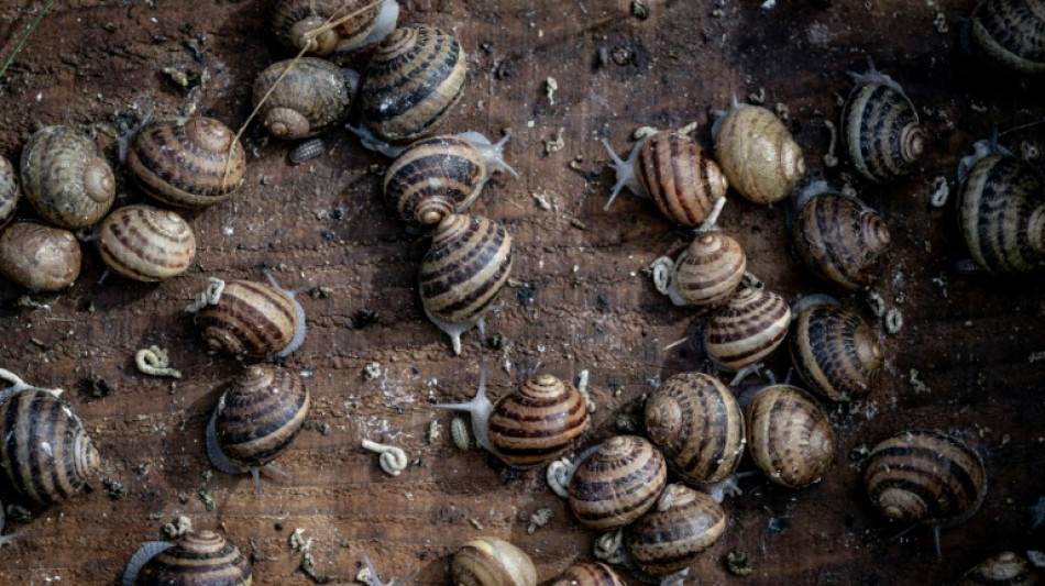 Drôme: la beauté de Mona Lisa et les escargots bio