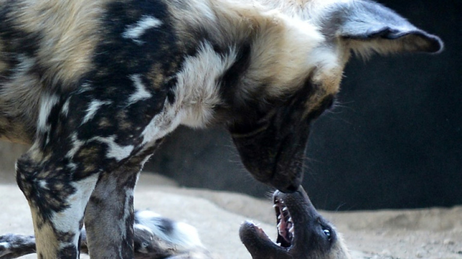 Des lycaons, chiens sauvages africains, aperçus en Ouganda