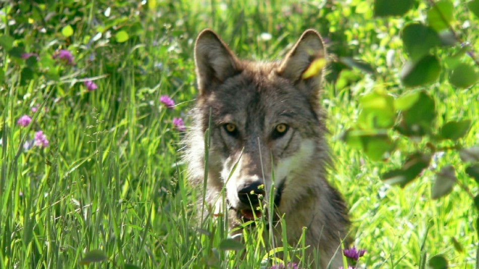 Wolves emboldened by parasite more likely to lead pack: study