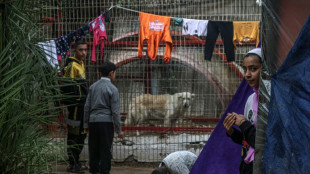 Los animales también pasan hambre en el zoológico de la asediada Gaza