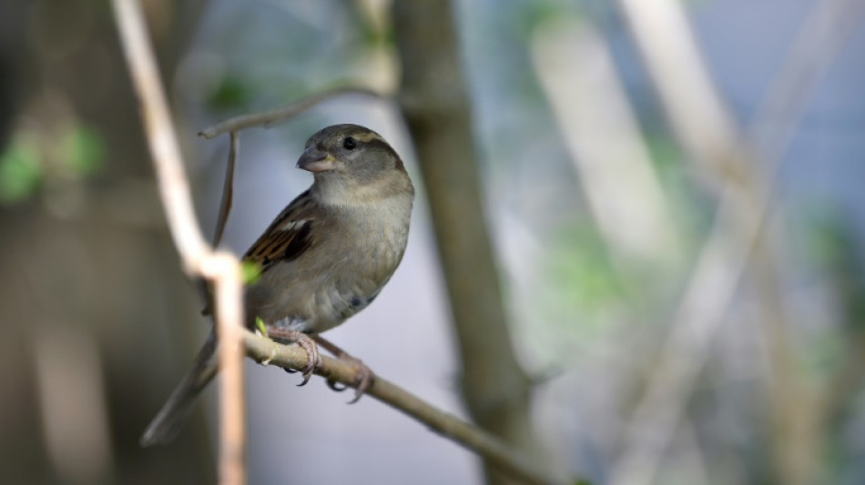 ¿Por qué los pájaros duermen de pie?