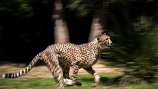 L'Inde va réintroduire le guépard, avec des animaux venus d'Afrique