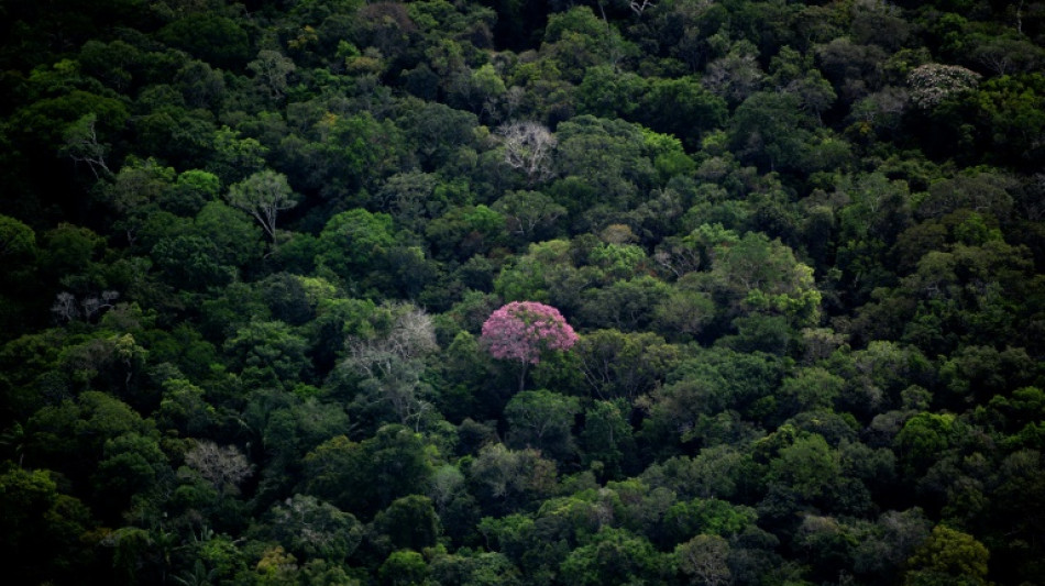 Last member of Brazilian indigenous community found dead