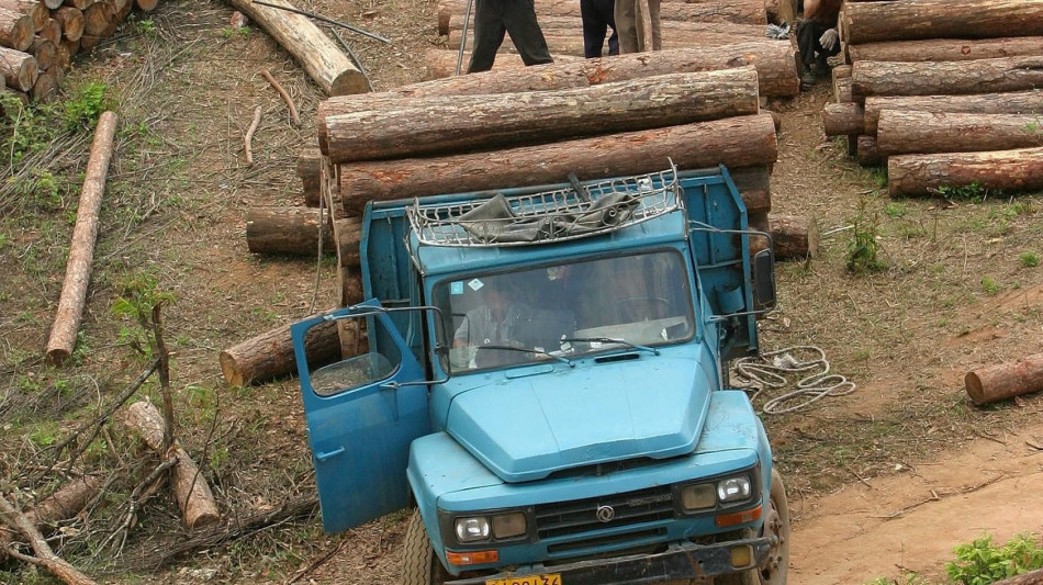 Sima, 'con la carta igienica 3 milioni di alberi nel wc'