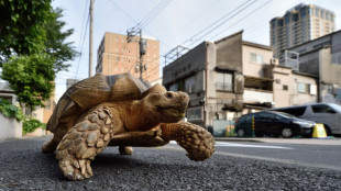 Ausgebüxte Schildkröte in Mainz nach sechstägiger Wanderschaft wieder aufgetaucht