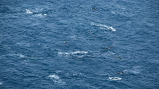 Une centaine de rorquals vus en Antarctique, un spectacle rare depuis l'interdiction de la chasse