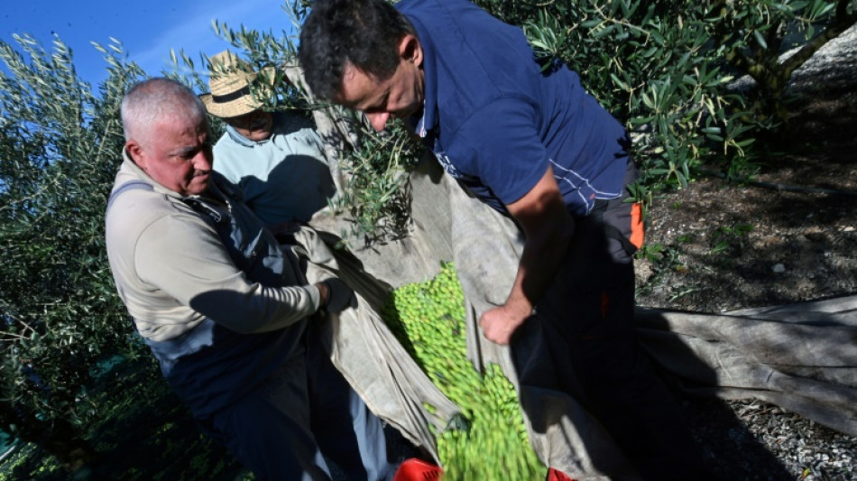 Rising temperatures boost olive growing in Bosnia