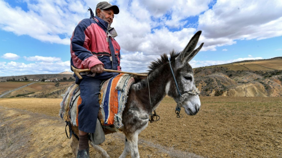 Túnez teme cosecha catastrófica de cereales debido a la sequía