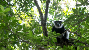 Restaurer l'extraordinaire variété animale de Madagascar nécessiterait des millions d'années d'évolution