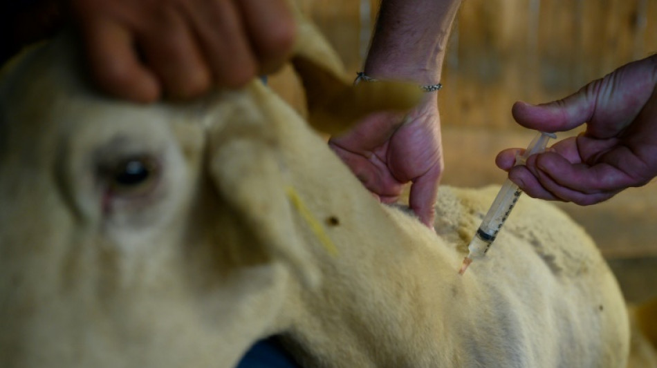 Fièvre catarrhale ovine: la vaccination "bien" partie mais avec des retards