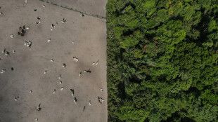 Ok finale al rinvio delle legge Ue contro la deforestazione