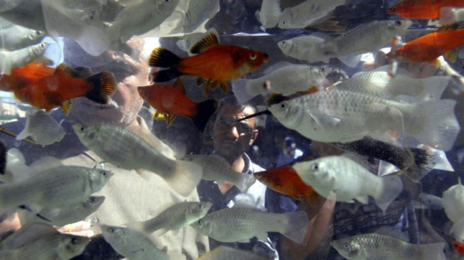 Les poissons aussi ont la bosse des maths